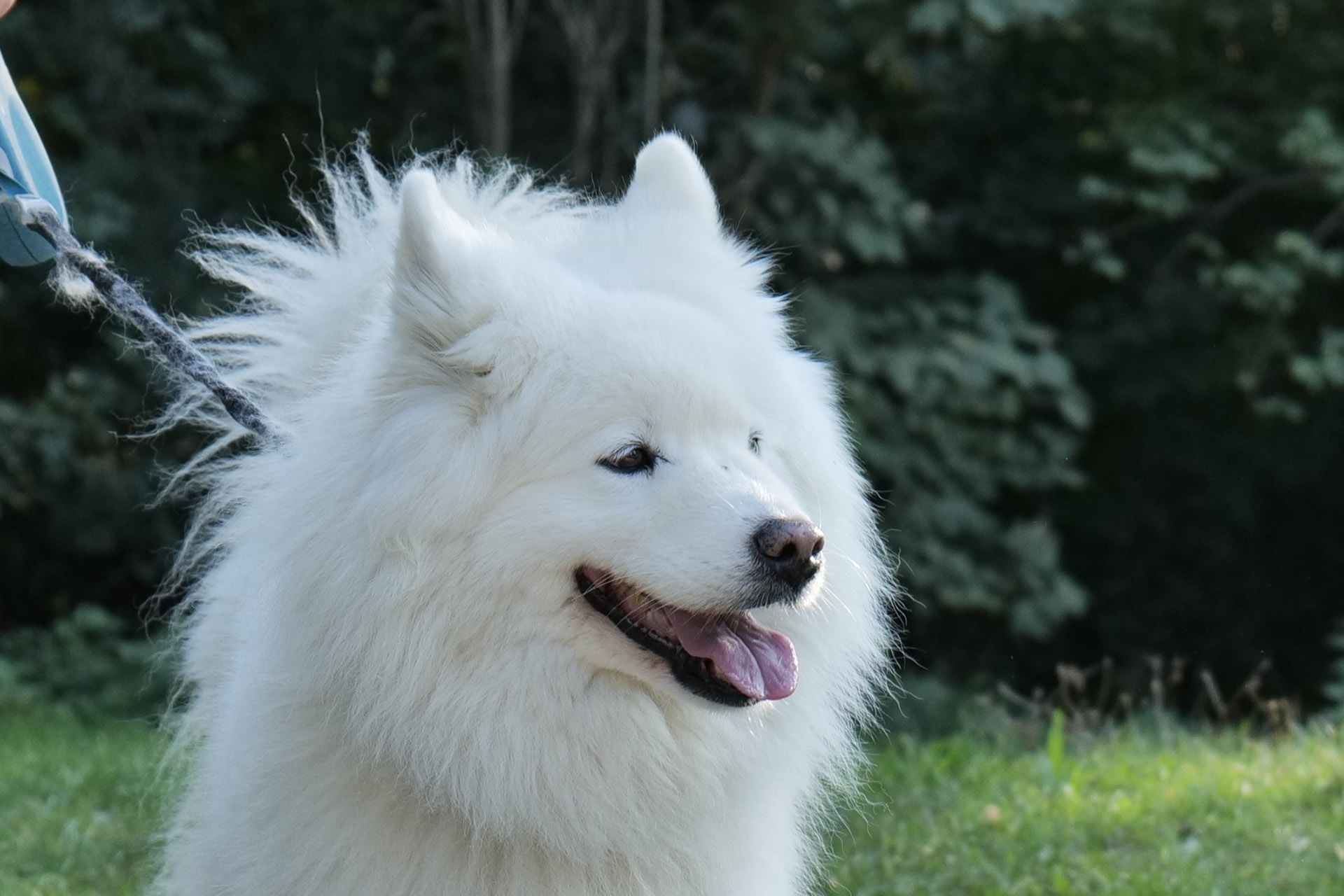 Hundeaufnahme im Original, Ausschnitt