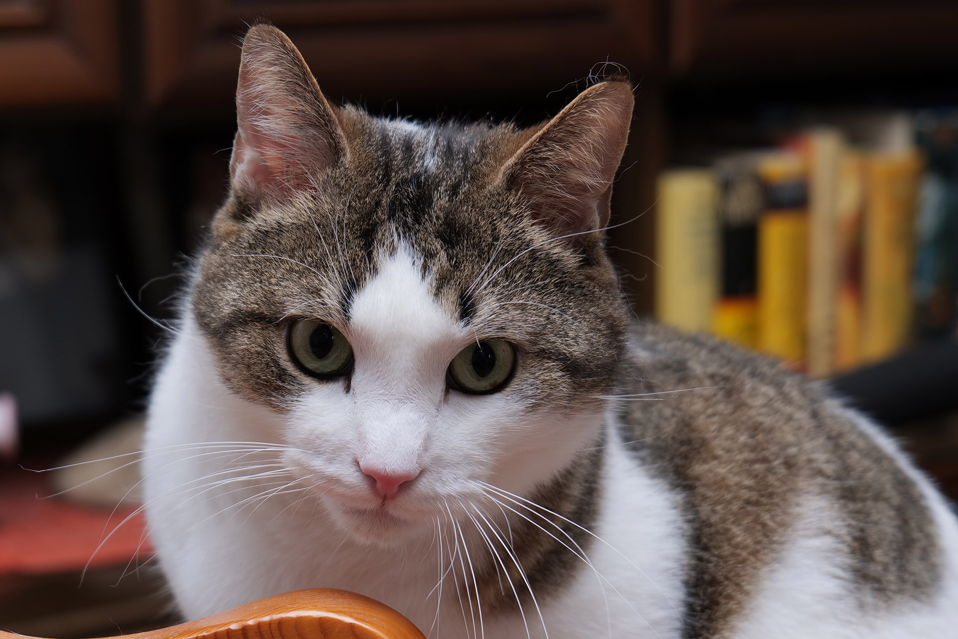 Schau mir in die Katzenaugen, Ausschnitt.