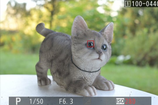 AF-Augenerkennung bei Katze.