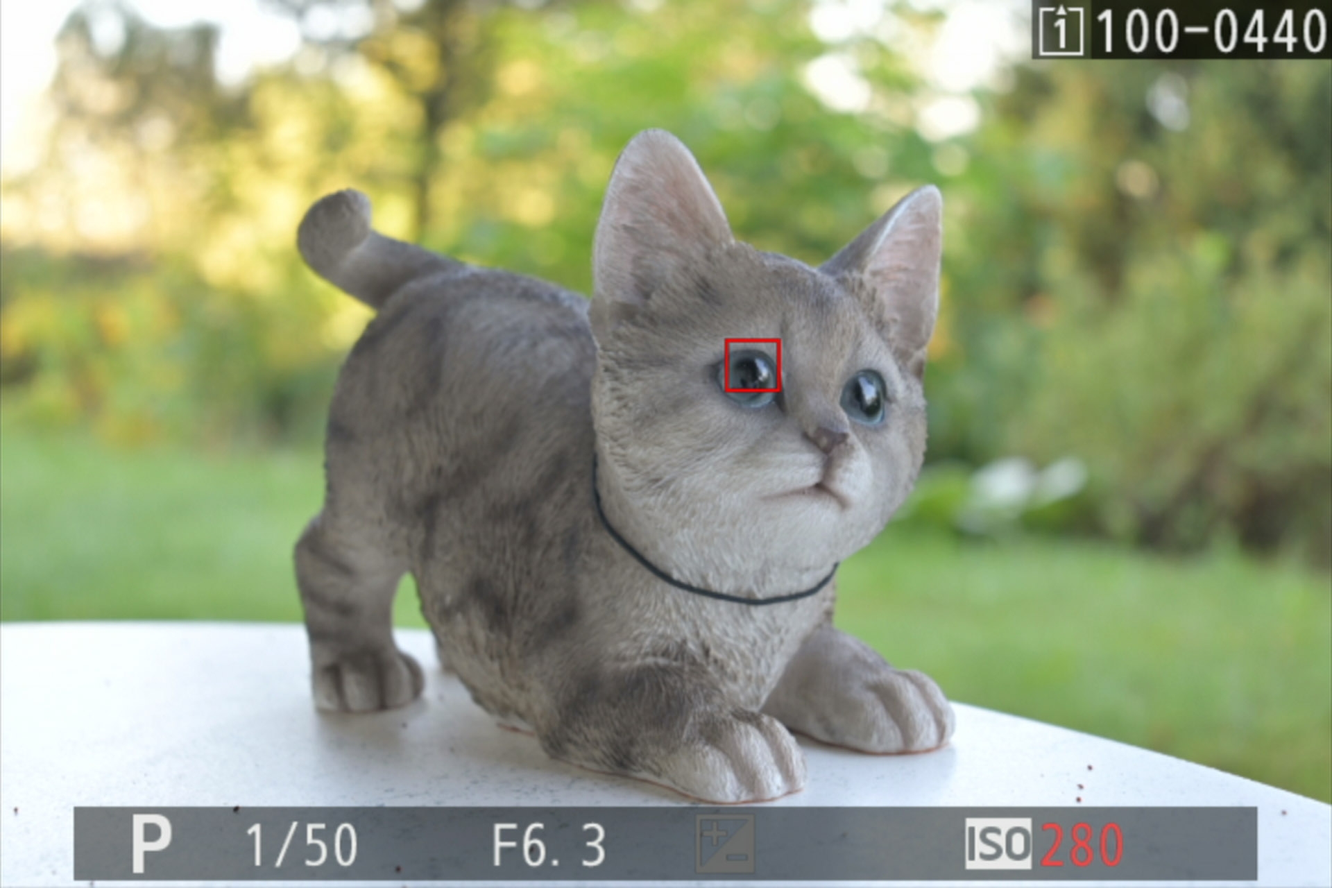 AF-Augenerkennung bei Katze.