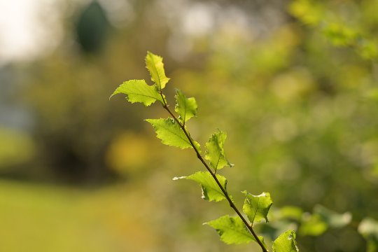 Nikkor Z 85 mm, Bw 85 mm, Auto, f/2.8, 1/600 sec., ISO 100, WB Schatten, Szenentyp Standard, im Gegenlicht mit schönem Bokeh