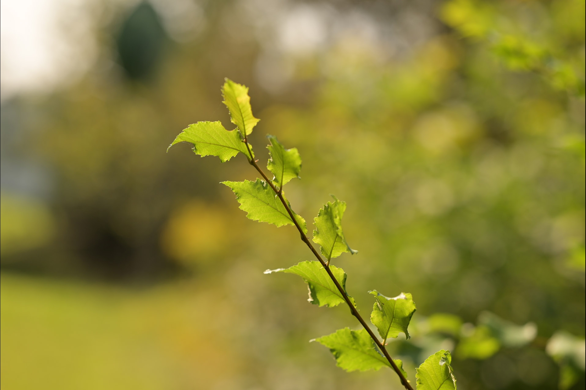 Nikkor Z 85 mm, Bw 85 mm, Auto, f/2.8, 1/600 sec., ISO 100, WB Schatten, Szenentyp Standard, im Gegenlicht mit schönem Bokeh