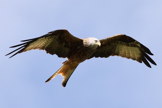 RF 100-500, Bw 500 mm, Fv, 1/800 s, f/7.10, ISO 320, WB Bewölkt, Case A. Bildausschnitt Roter Milan im Flug.