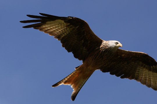 RF 100-500, Bw 500 mm, Fv, 1/800 s, f/8, ISO 250, WB Bewölkt, Case A. Bildausschnitt Roter Milan im Flug, gleich aus dem Bild... 