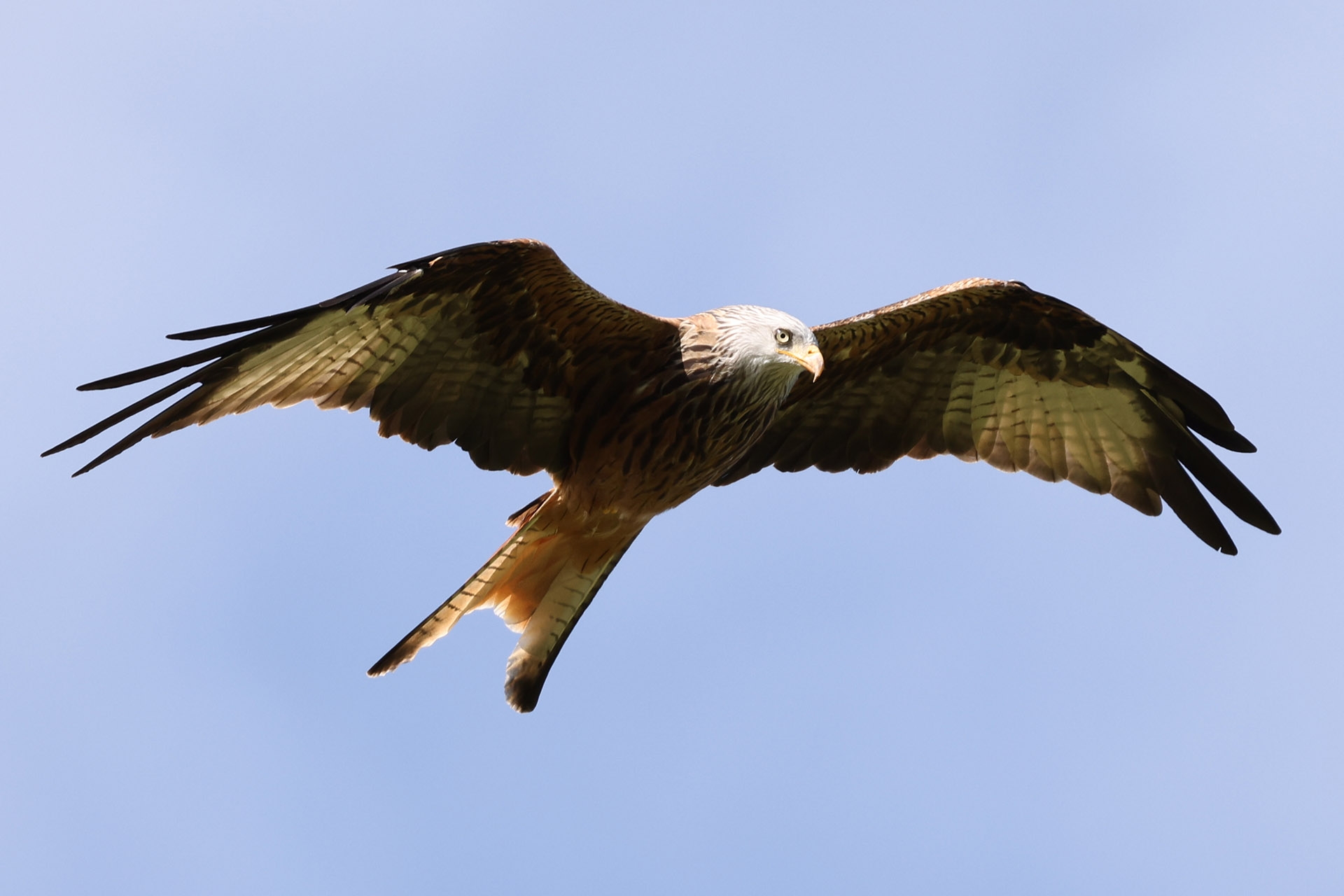 RF 100-500, Bw 500 mm, Fv, 1/800 s, f/7.10, ISO 320, WB Bewölkt, Case A. Bildausschnitt Roter Milan im Flug.