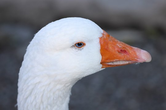 Einzelbild aus 8K-Videofilm, erfasst in der Canon EOS R5.