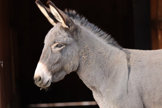 Einzelbild aus 8K-Videofilm, erfasst in der Canon EOS R5.