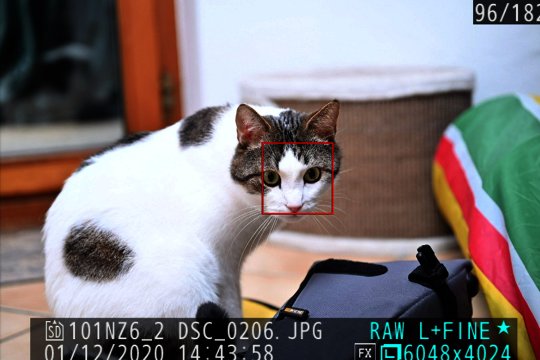 AF-Gesichtserkennung bei Katze.