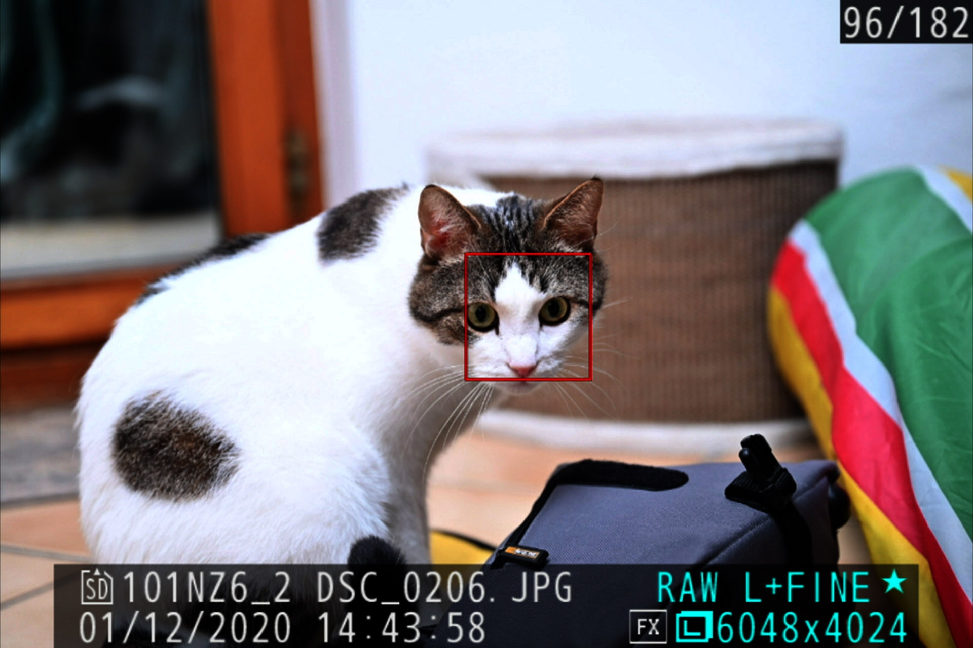AF-Gesichtserkennung bei Katze.