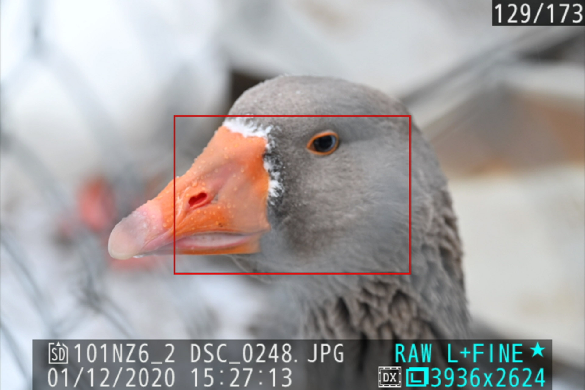 AF-Gesichtserkennung bei einer Gans.