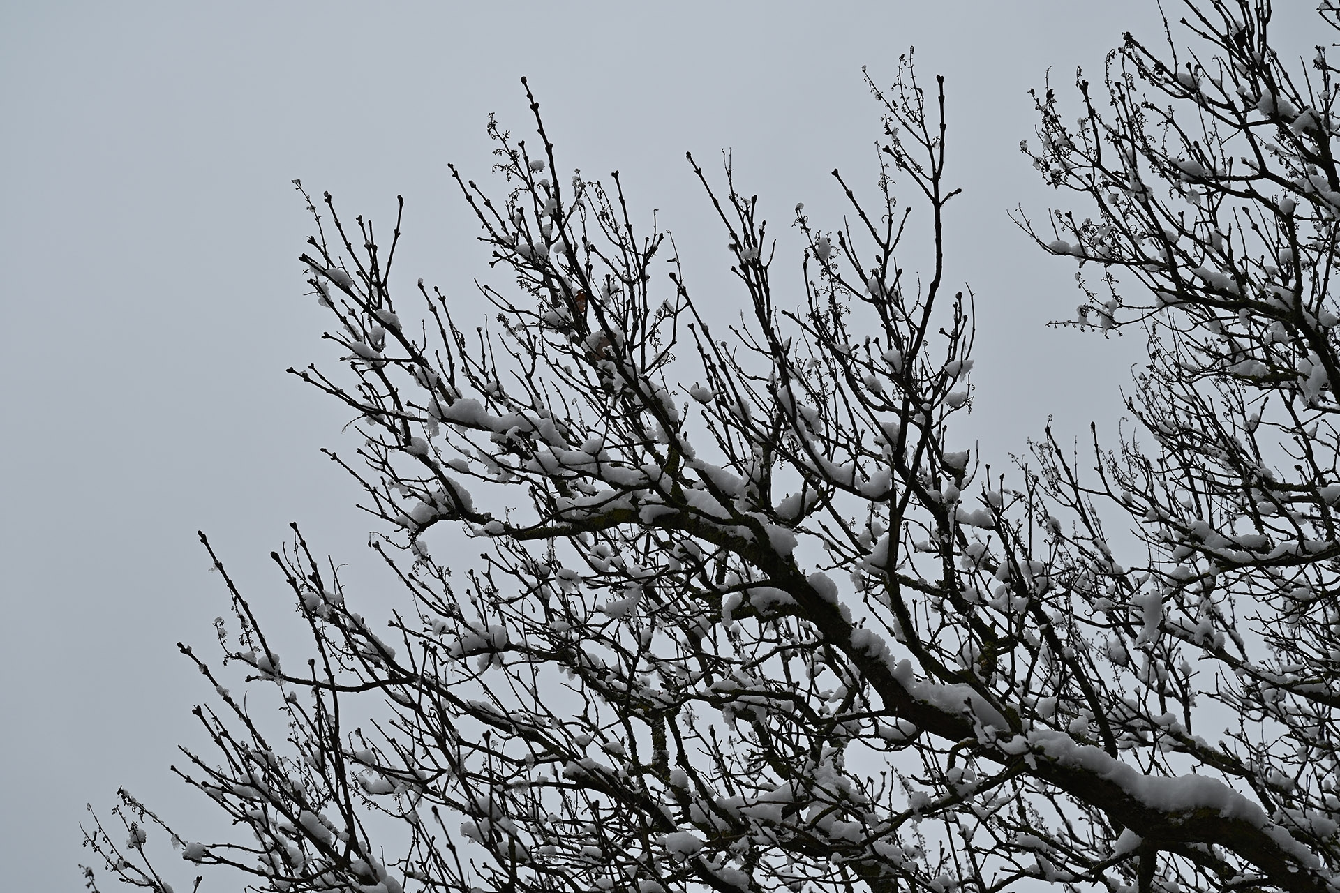 Bw 70 mm, M, 1/250 s, f 6.30, ISO 100, WB Bewölkt. Keine chromatischen Aberrationen (CA) vorhanden.