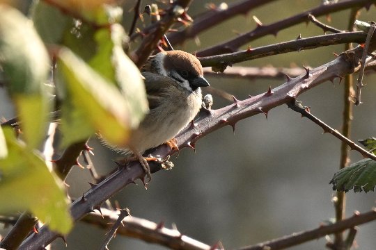 Vogelerkennung durch Zweige und Blätter hindurch.