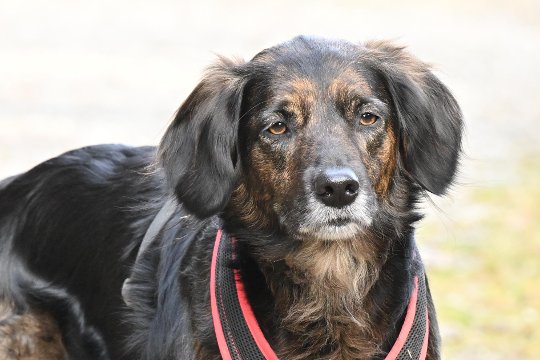 Hundegesicht- und Augen-Erkennung bei mehrfarbigem Fell.