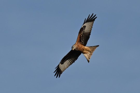 Genauer Moment bei ausgebreiteten Schwingen und scharfen Augen dank Vogelerkennung, 15er-Serienbild, AF-C und 1/1000 s. Rotmilan im Flug.