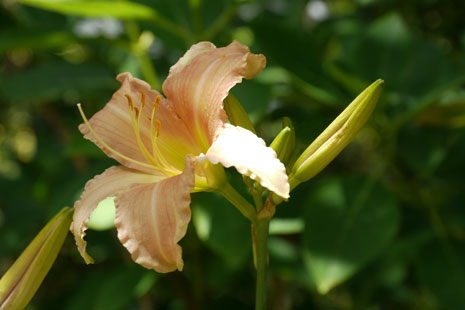 Farbnuancen: Feinste Farbverläufe lassen die Blume dreidimenisonal wirken.