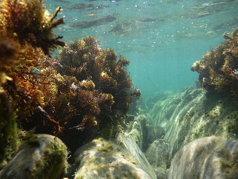 Wandern durch die (Unterwasser)-Landschaft...kann zur Leidenschaft werden....ca 1 Meter unter Wasser....
