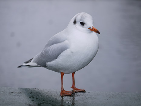 Möwe aufgenommen mit GF1 und forciertem Blitz aufgenommen. (Objektiv f/1,7 20mm, Zeit 1/160s, Blende f/3.5, ISO )