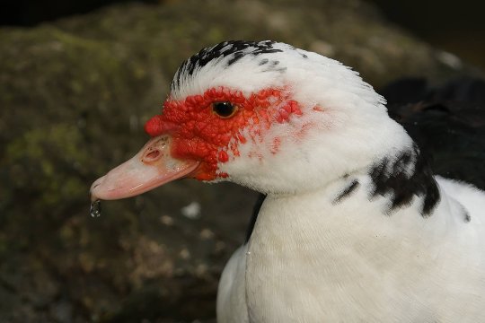 Canon EOS R7: Gesichts- und Augenerkennung bei einer Warzenente.