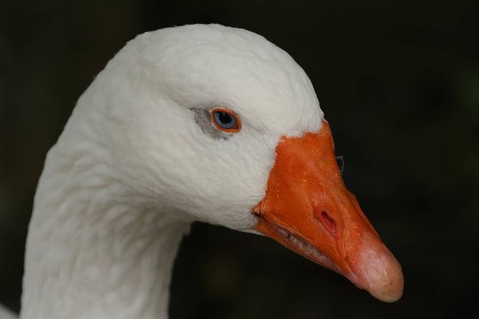 Canon EOS R7: Gesichts- und Augenerkennung bei einer Hausgans.