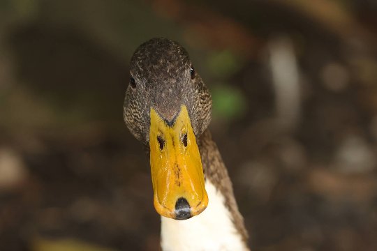 Canon EOS R7: Gesichts- und Augenerkennung in Frontalansicht bei einer Gans.