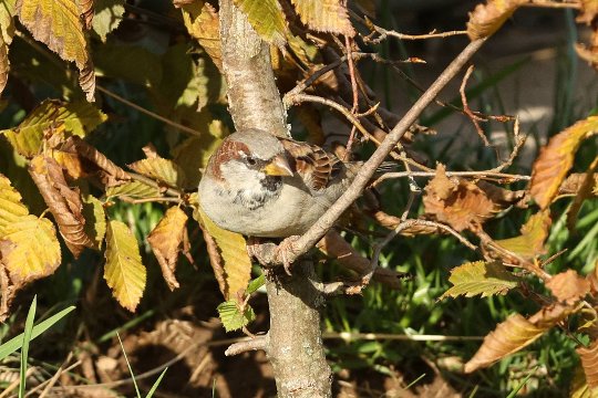 Canon EOS R7: Vogelgesichts- und Augenerkennung trotz herbstlicher Tarnung.