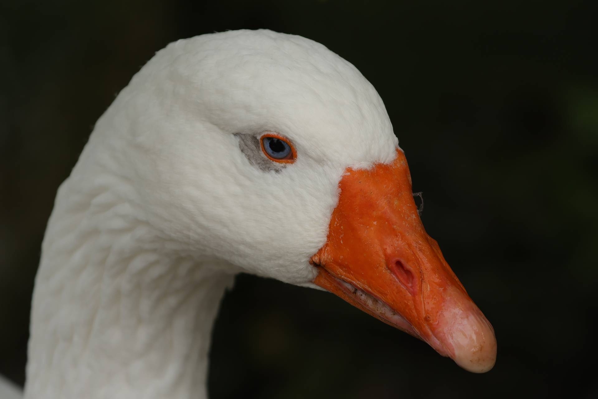 Canon EOS R7: Gesichts- und Augenerkennung bei einer Hausgans.