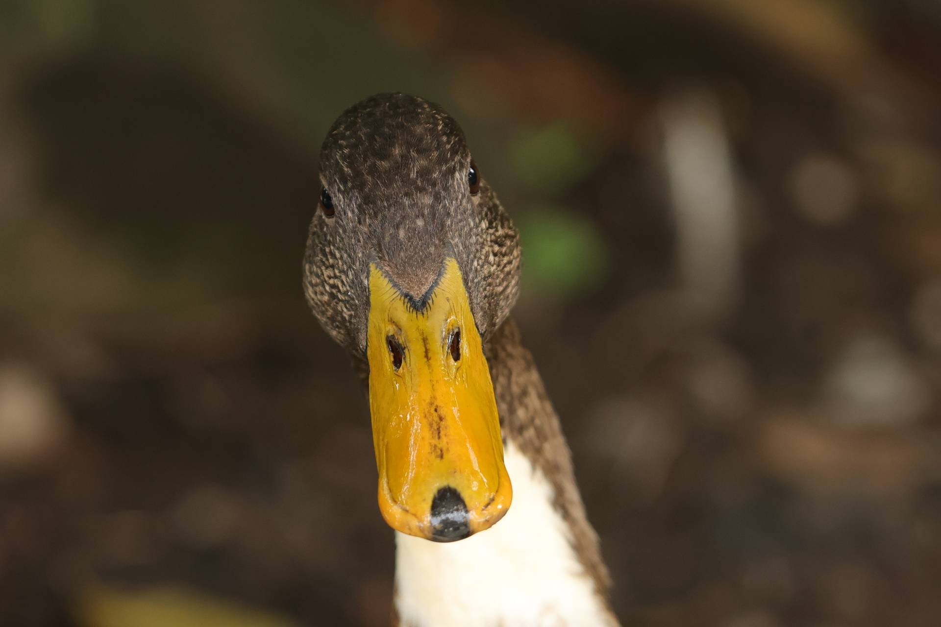 Canon EOS R7: Gesichts- und Augenerkennung in Frontalansicht bei einer Gans.