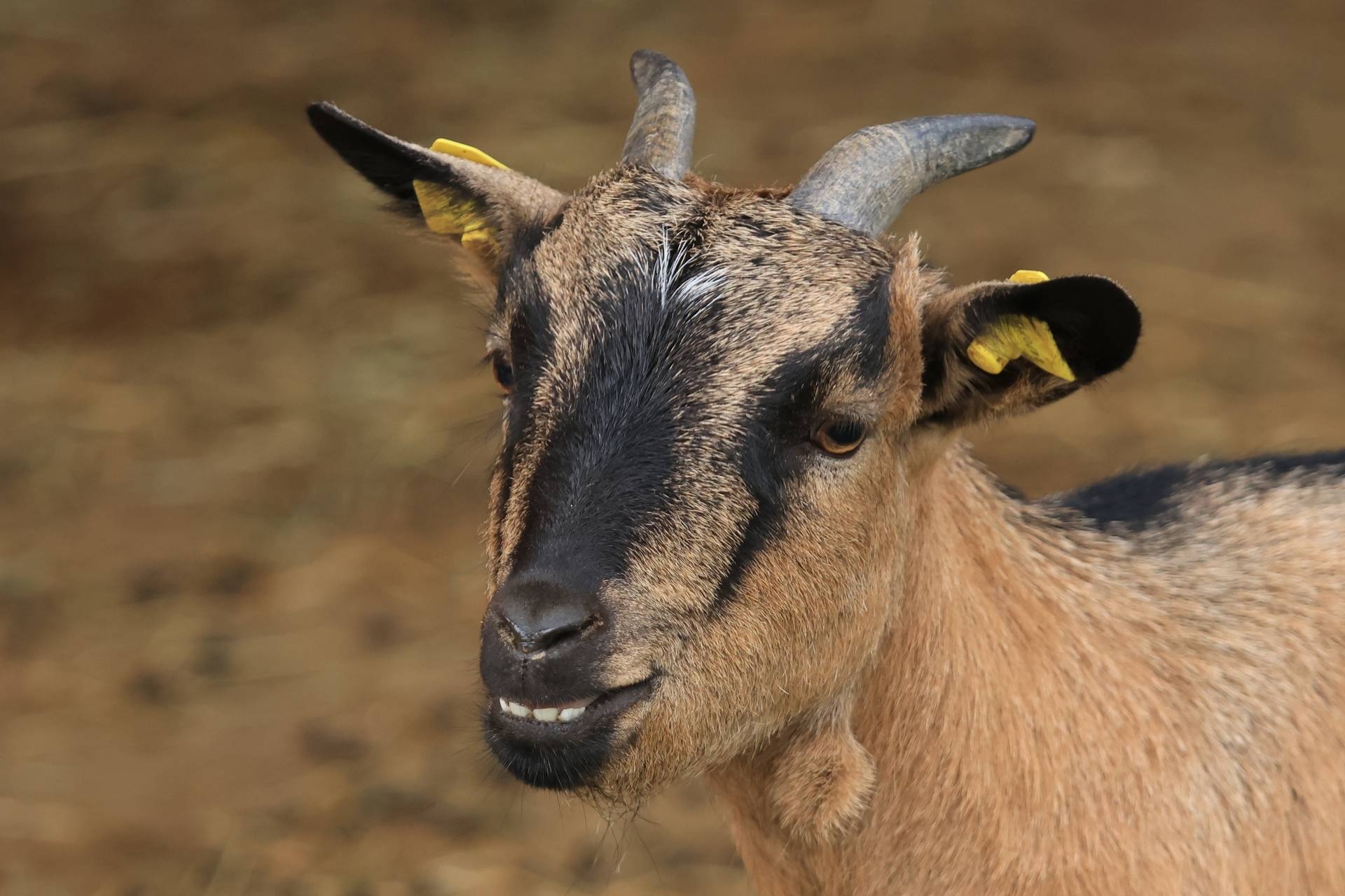Canon EOS R7: Die Motiv- und Augenerkennung meistert auch eine schwierige Farbmischung ums Auge herum.