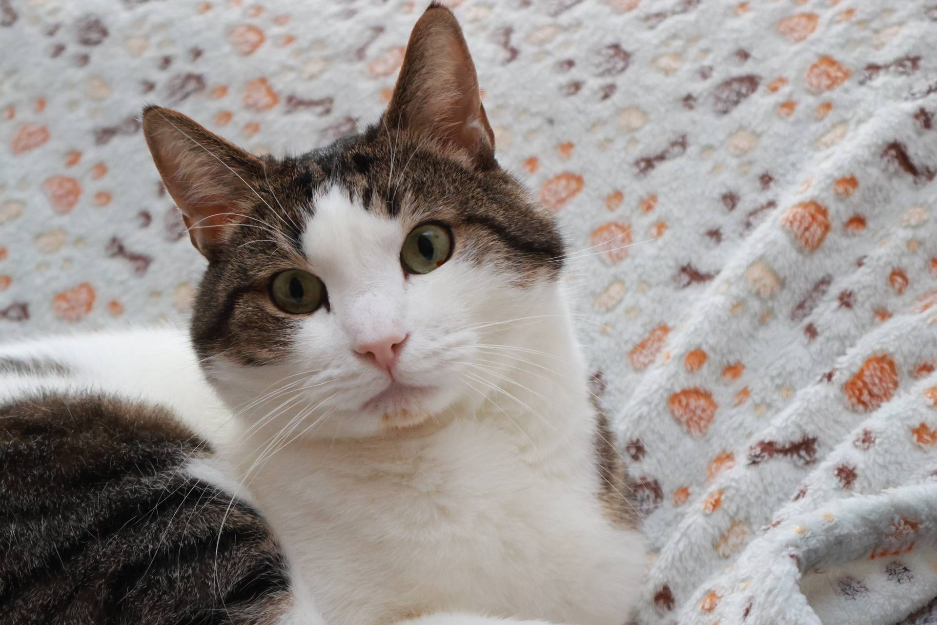 Canon EOS R7: Katzen-Erkennung ist eh kein Problem.