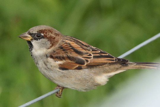 EF 70-200 mm f/4L IS USM, BW 200 mm, M, f/5.0, 1/800 sec., ISO 1250, WB Wolken, BS Standard, Bildausschnitt.