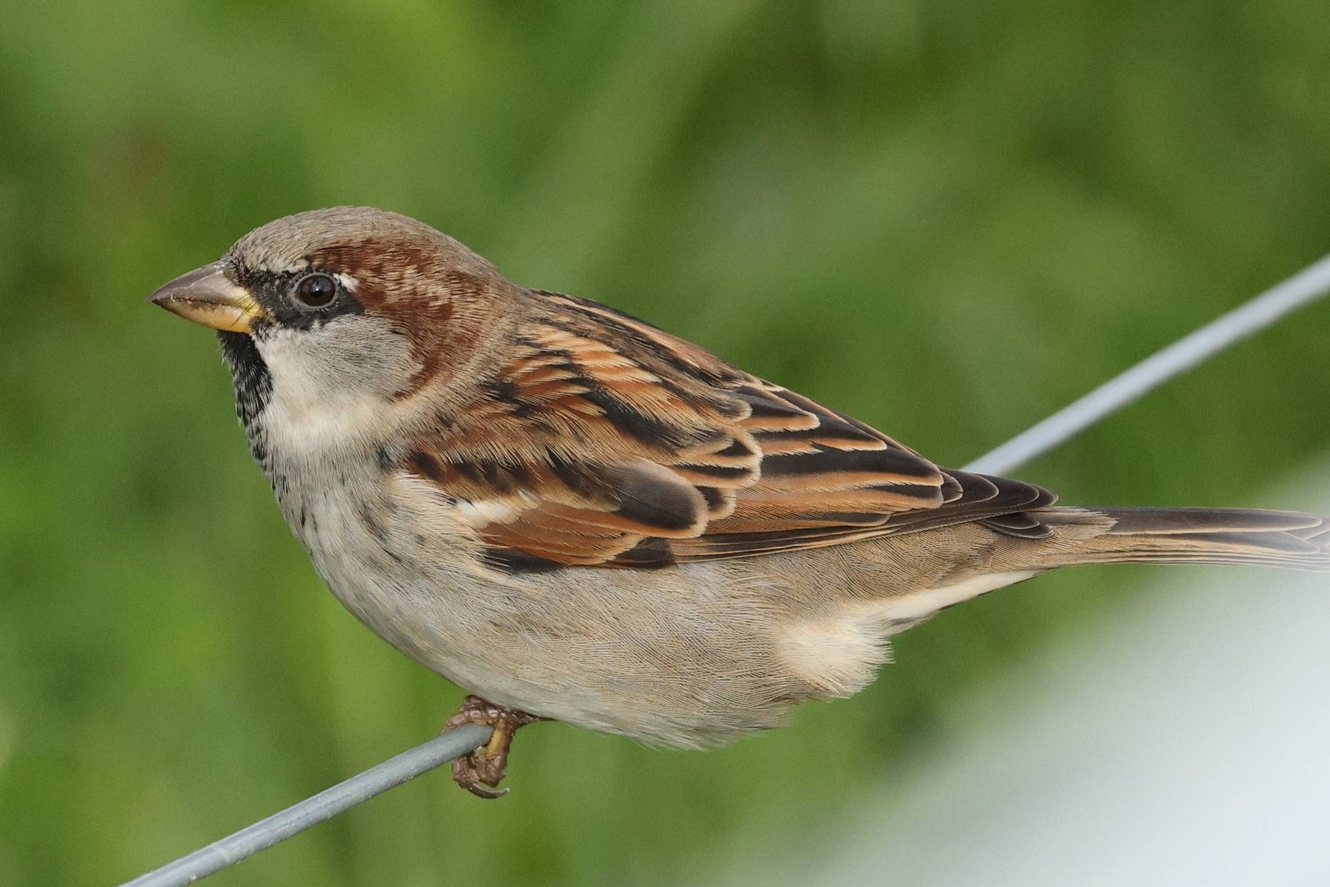 EF 70-200 mm f/4L IS USM, BW 200 mm, M, f/5.0, 1/800 sec., ISO 1250, WB Wolken, BS Standard, Bildausschnitt.