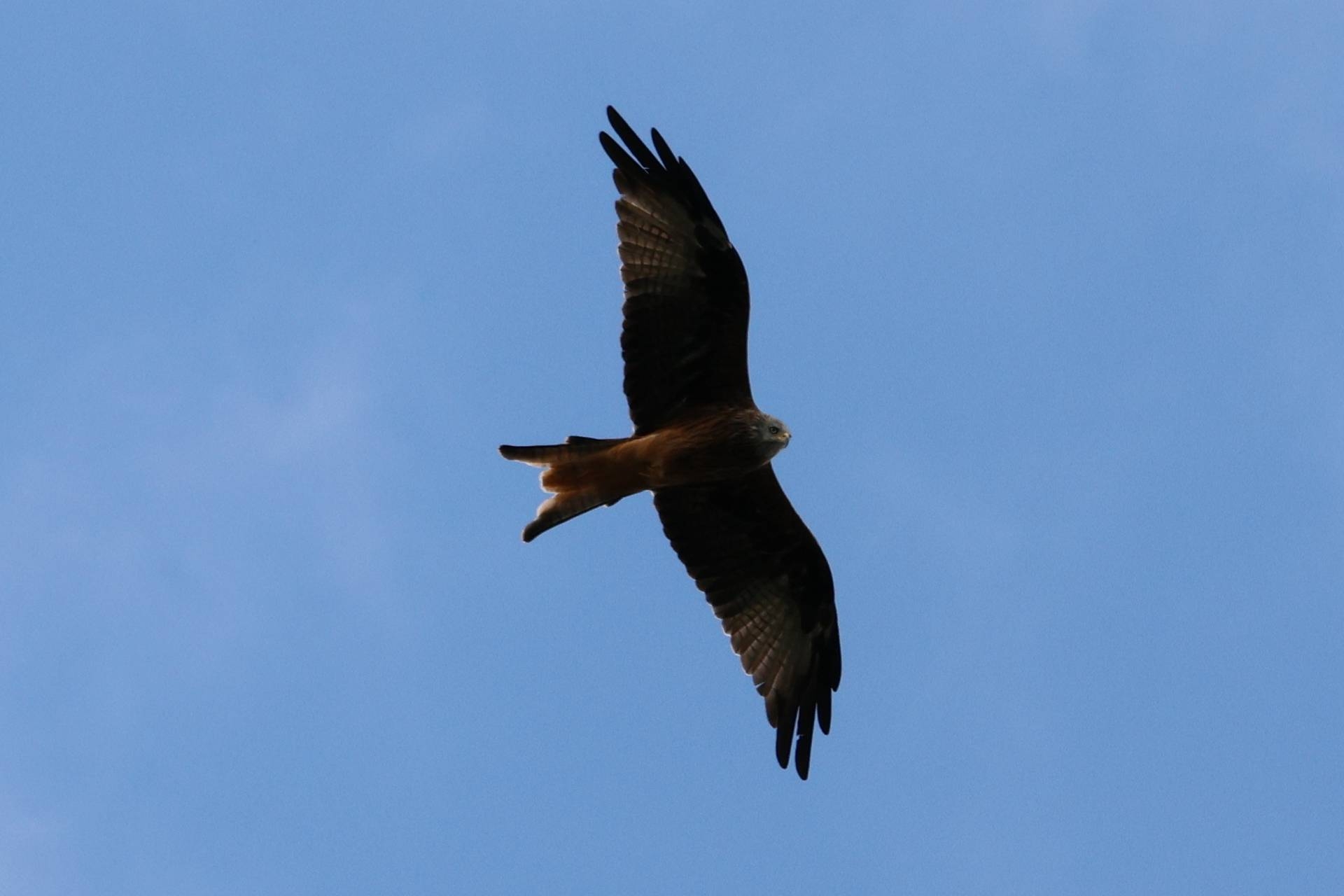 RF-S 18-150 mm, BW 150 mm, M, f/6.3, 1/800 sec., ISO 320, WB Wolken, BS Standard, Bildausschnitt.