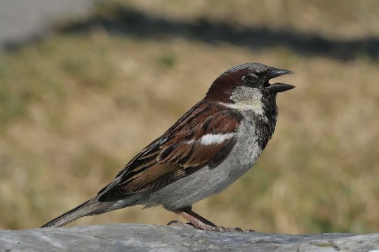 Haussperling, Spatz, eingefangen mit 1/2’500stel Sekunde.