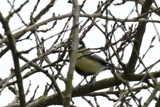 Die Motiverkennung der Nikon Z f hat den Vogel auch durch die Zweige hindurch erkannt und korrekt auf die Kohlmeise scharfgestellt.