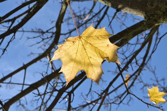 Z 40 mm, Brennweite 40 mm, M, f/10.0, 1/320 sec., ISO 125, WB Sonne, «Picture Profile» Neutral.