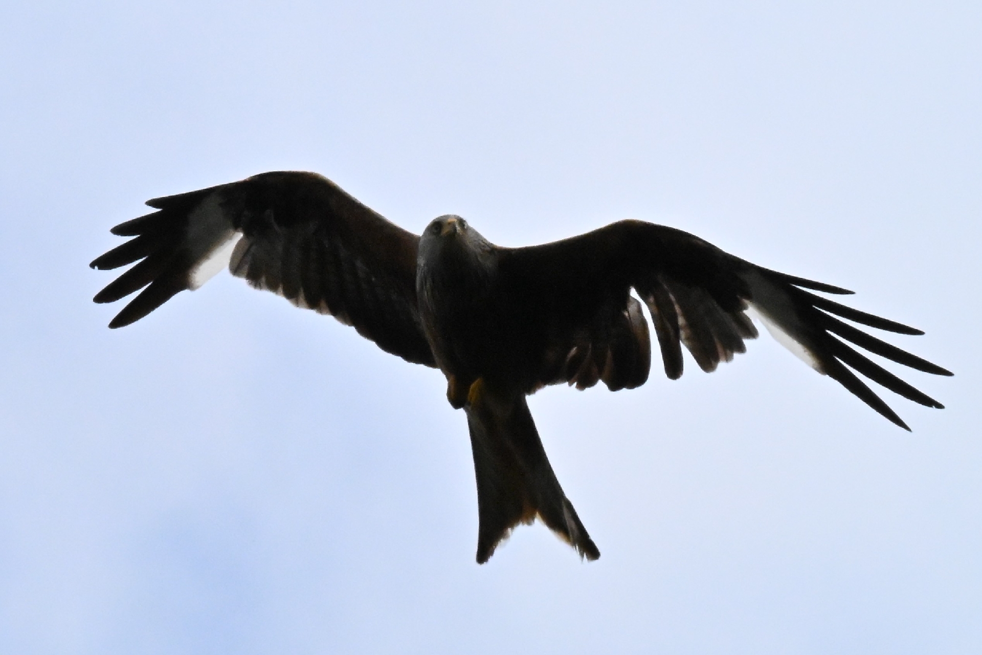 Nikon Z6 III, Z 180-600 mm, Brennweite 600 mm, S, f/32, 1/2000 sec., ISO 10000, WB Auto, «Picture Profile» Auto.