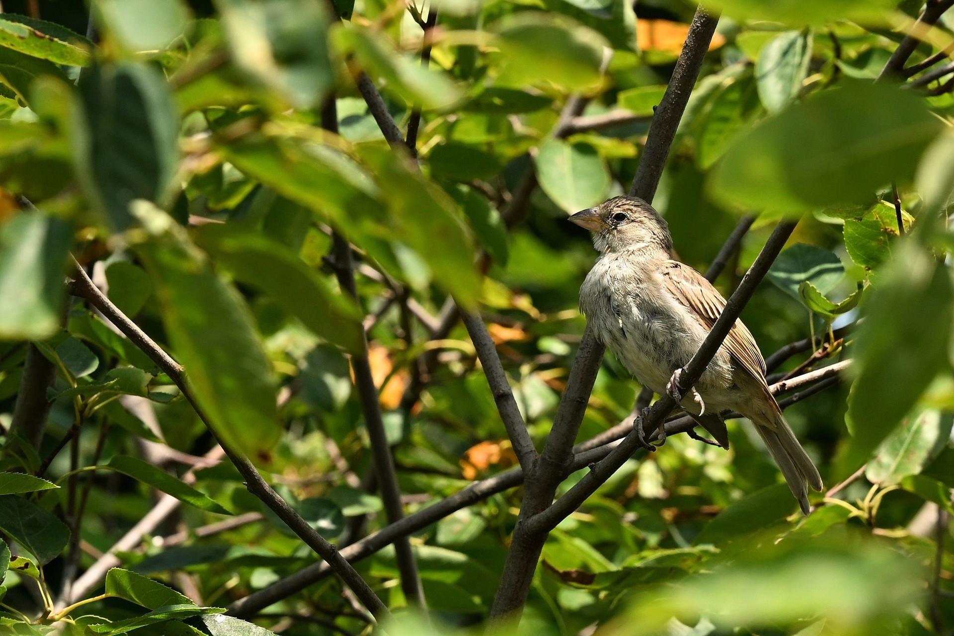 Nikon Z6 III, Z 24-120 mm, Brennweite 120 mm, M, f/8, 1/1000 sec., ISO 640, WB Wolken, «Picture Profile» Auto.