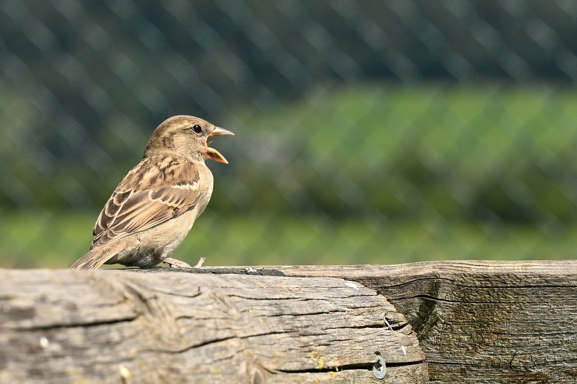 Nikon Z6 III, Z 24-120 mm, Brennweite 120 mm, M, f/8, 1/1000 sec., ISO 400, WB Wolken, «Picture Profile» Auto.
