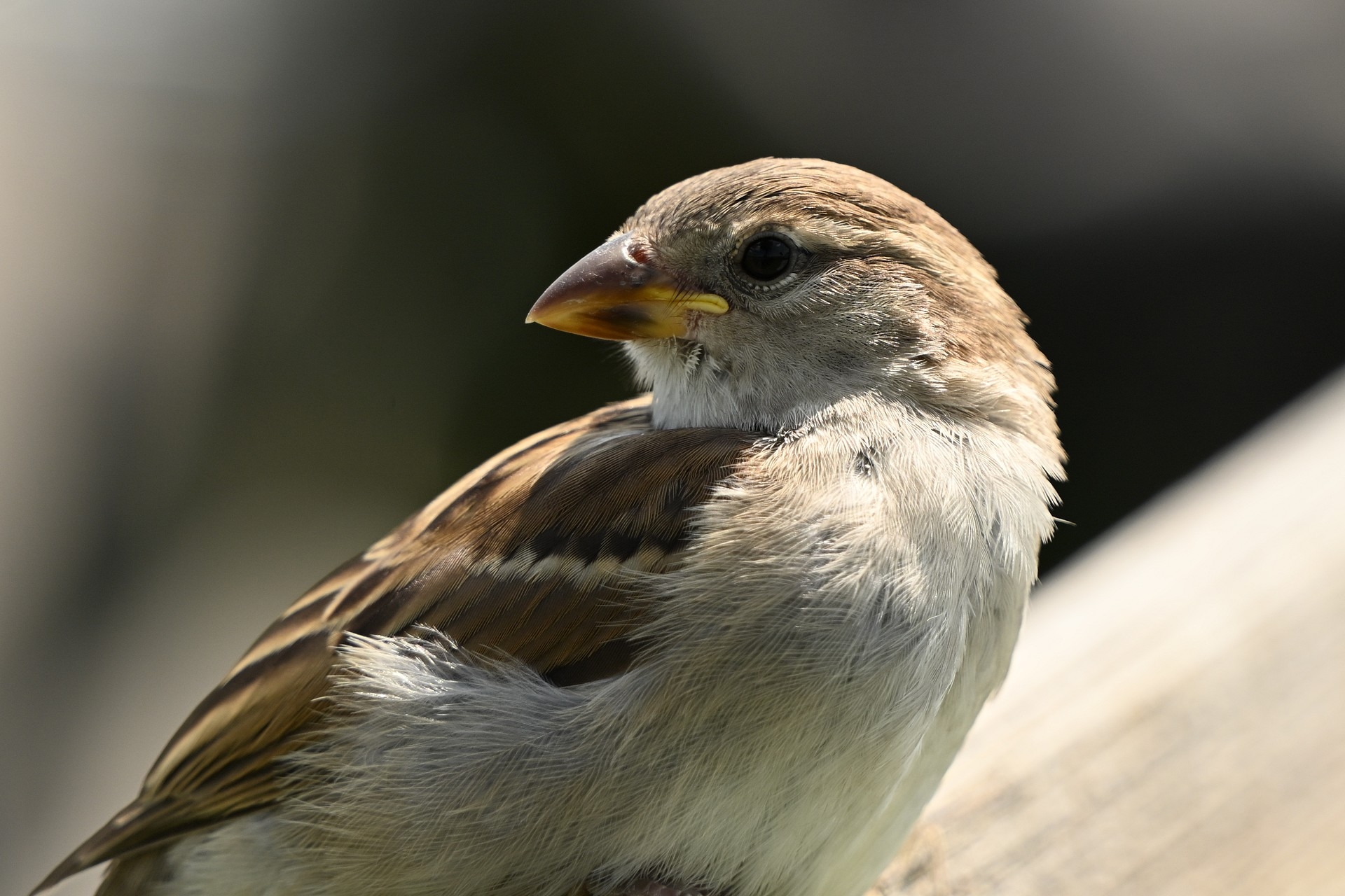 Nikon Z6 III, Z 180-600 mm TC 1.4x, Brennweite 640 mm, M, f/8.5, 1/640 sec., ISO 560, WB Wolken, «Picture Profile» Auto.