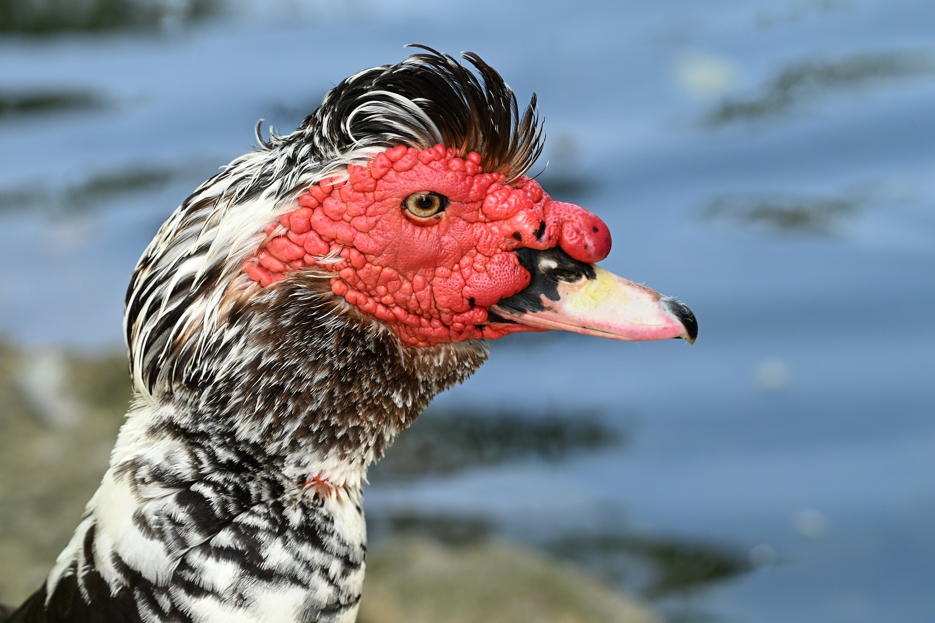Nikon Z6 III, Z 180-600 mm TC 1.4x, Brennweite 252 mm, M, f/8, 1/200 sec., ISO 640, WB Wolken, «Picture Profile» Auto.