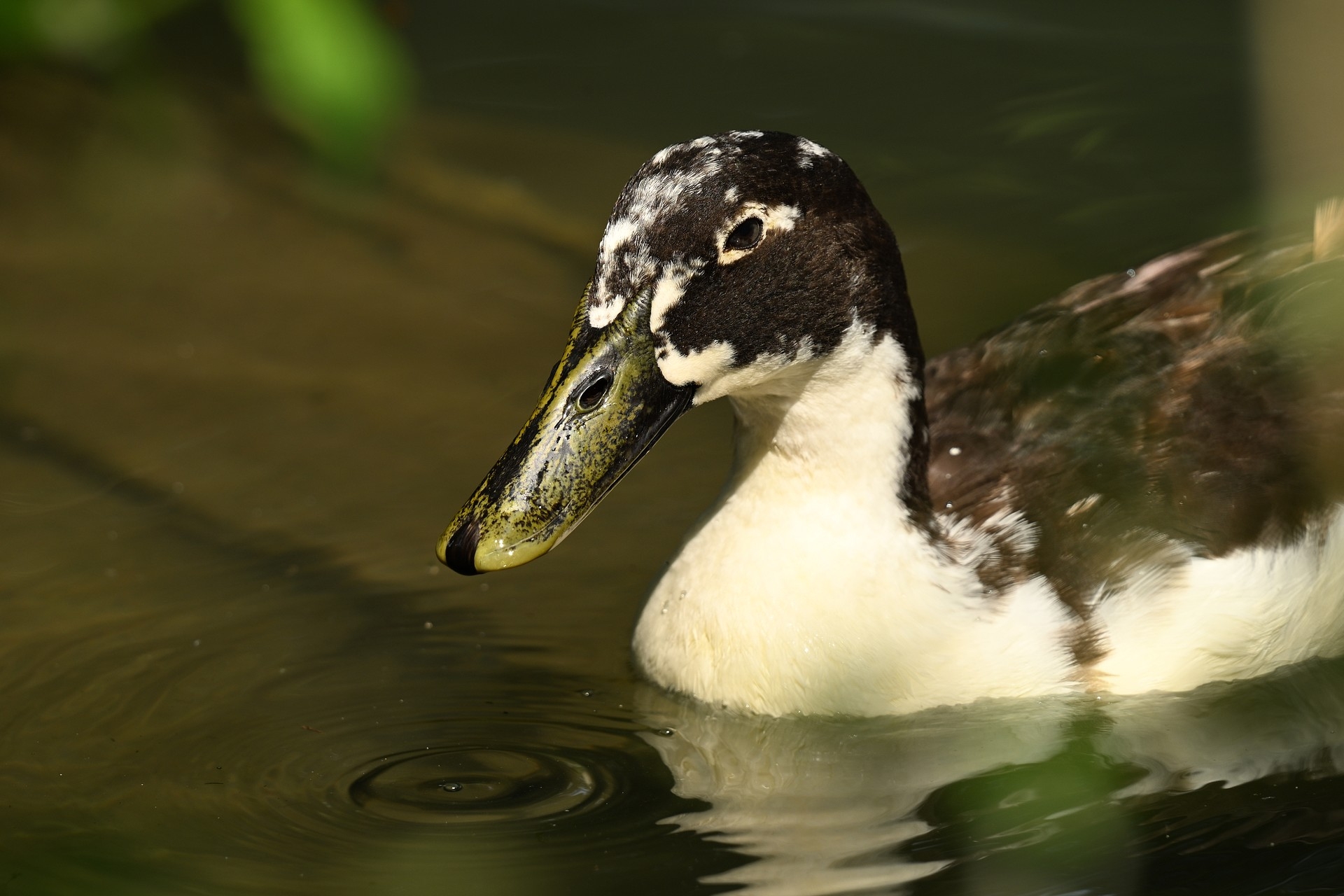 Nikon Z6 III, Z 180-600 mm TC 1.4x, Brennweite 650 mm, M, f/8.5, 1/250 sec., ISO 280, WB Wolken, «Picture Profile» Auto.