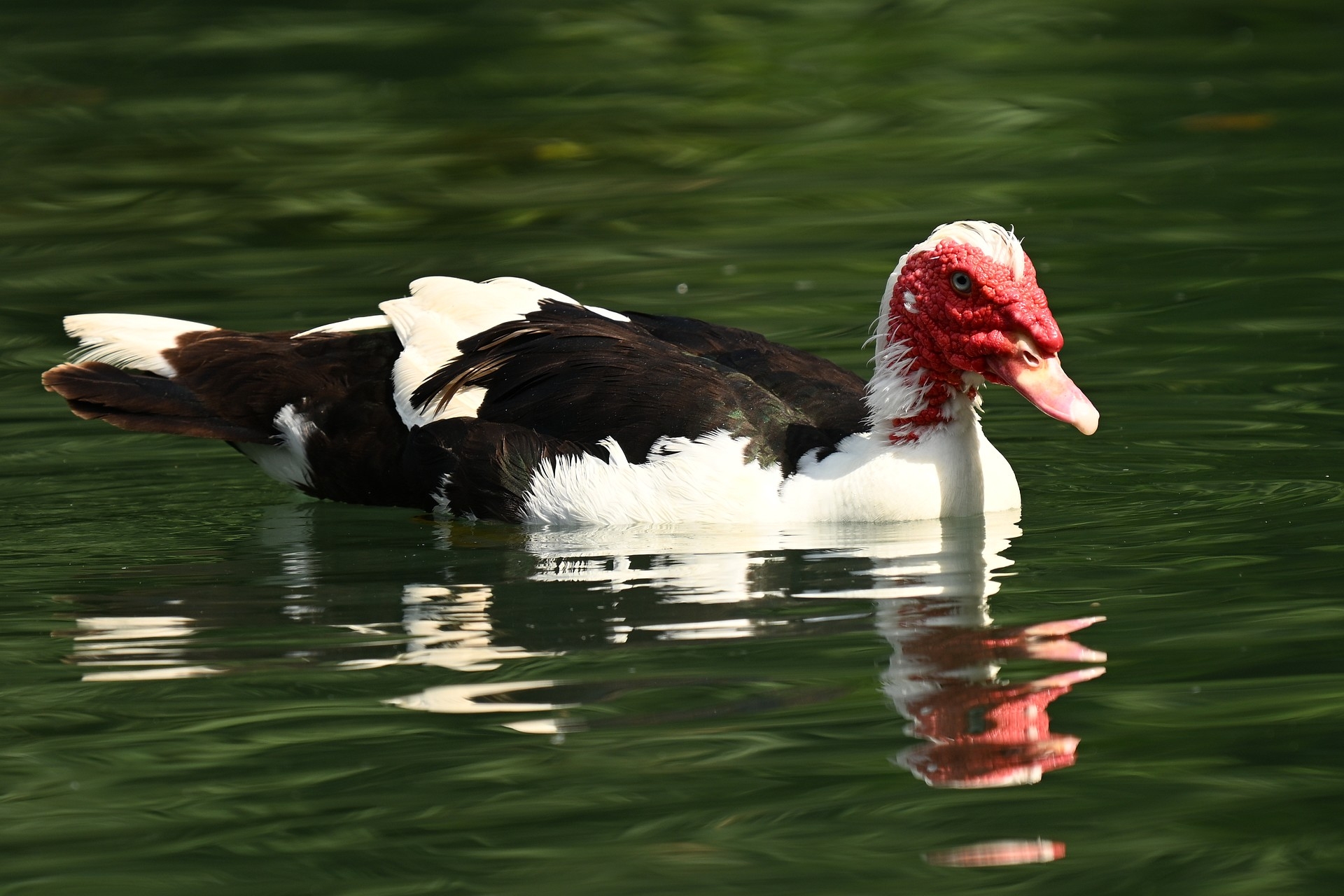 Nikon Z6 III, Z 180-600 mm TC 1.4x, Brennweite 840 mm, M, f/9, 1/250 sec., ISO 220, WB Wolken, «Picture Profile» Auto.