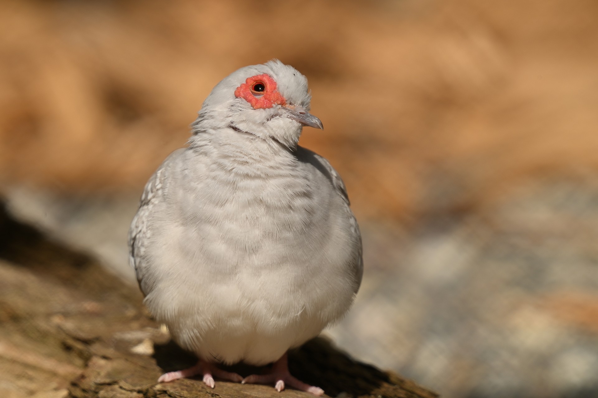 Nikon Z6 III, Z 180-600 mm TC 1.4x, Brennweite 650 mm, M, f/10, 1/110 sec., ISO 280, WB Wolken, «Picture Profile» Auto.