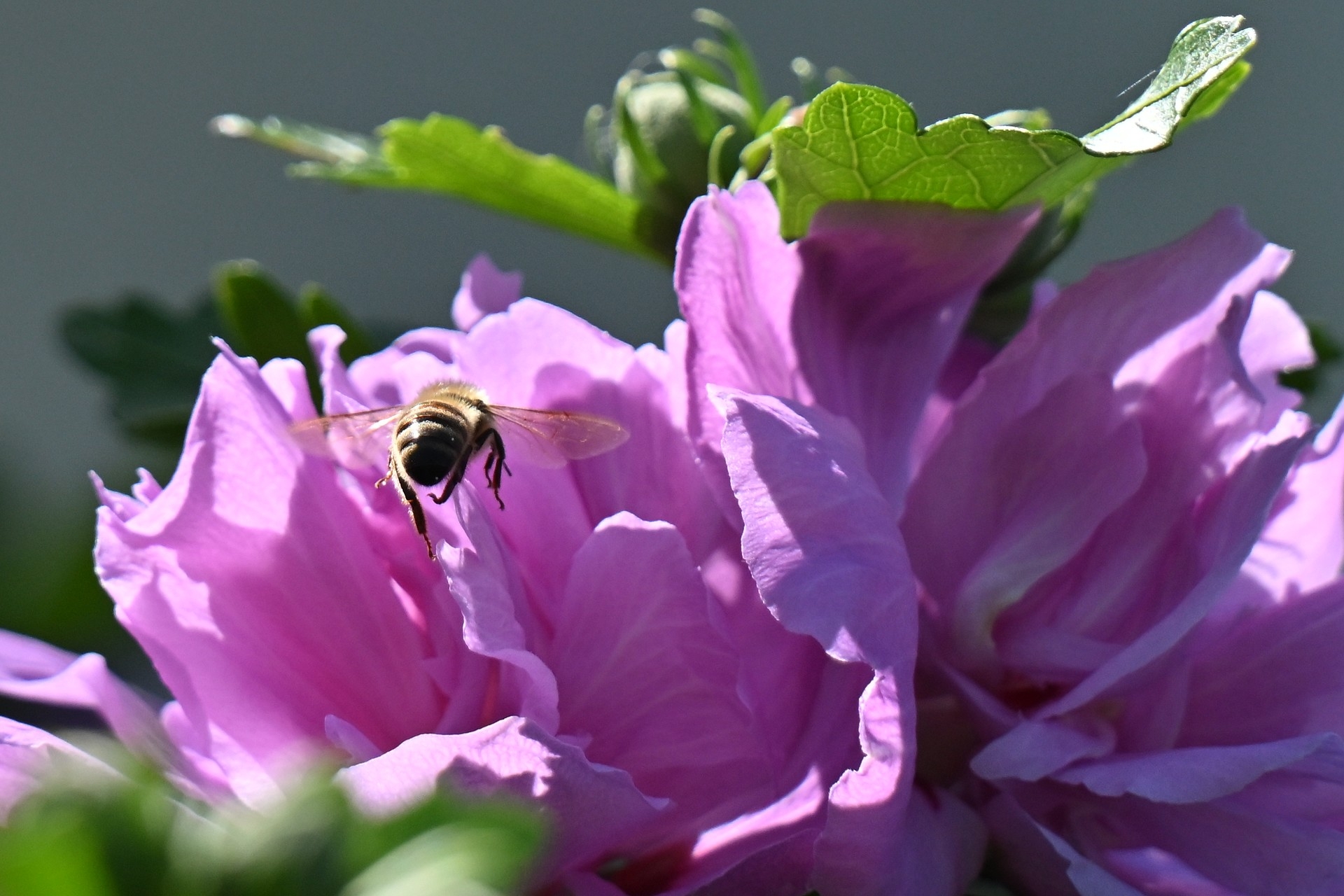 Nikon Z6 III, Z 180-600 mm TC 1.4x, Brennweite 550 mm, M, f/9, 1/2000 sec., ISO 1100, WB Sonne, «Picture Profile» Standard.