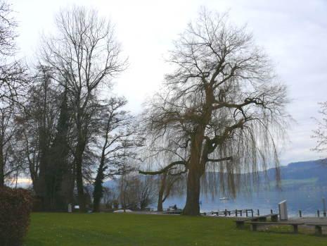 es lächelt der Greifensee See, aber Anfangs Dezember lädt er nicht zum Baden....