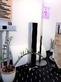 Piega Premium 501