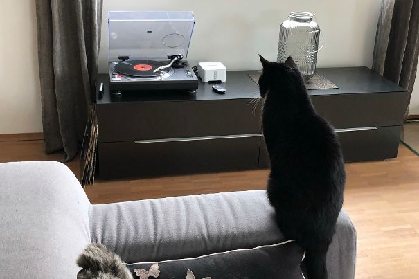 Was bei dieser Katze beim Musikhören wohl vor sich geht?