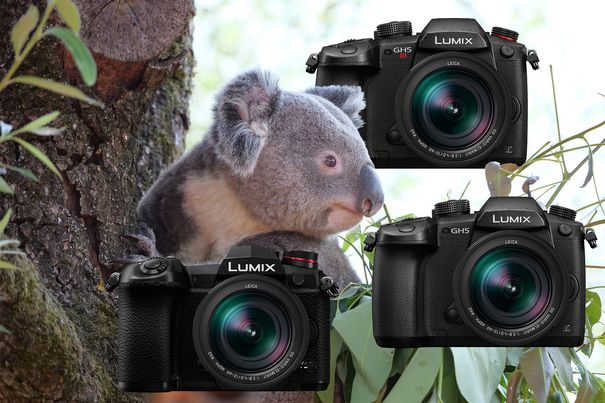 Lumix-G-Spitzentrio: Panasonic präsentierte im Zoo Zürich seine professionellen MFT-Kameras G9, GH5 und GH5S.