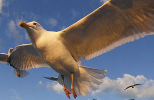 Objektive und EOS 7D Mark II testen