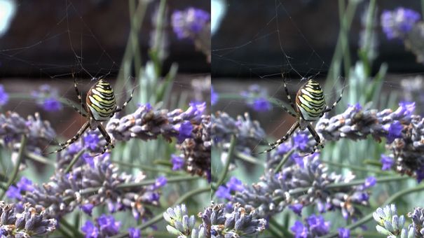 Beinahe perfekte Bildqualität (Einzelbild aus dem Video). Ideal wäre, wenn man den Camcorder einmalig etwas «wärmer» kalibrieren könnte. Rechts original, links in Photoshop farbkorrigiert